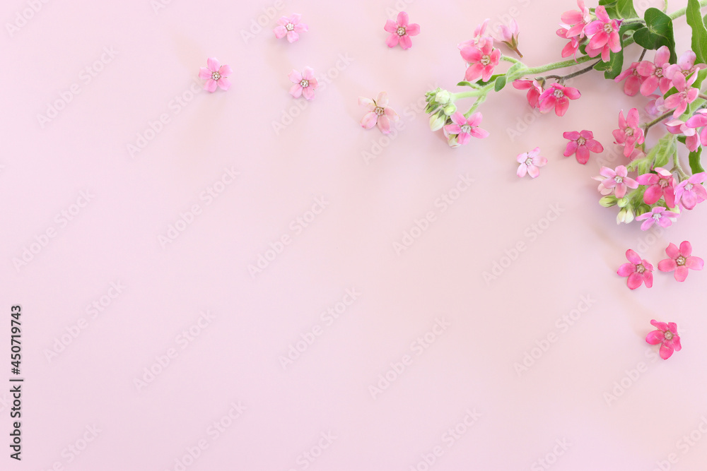 Top view image of pink flowers composition over pastel background .Flat lay