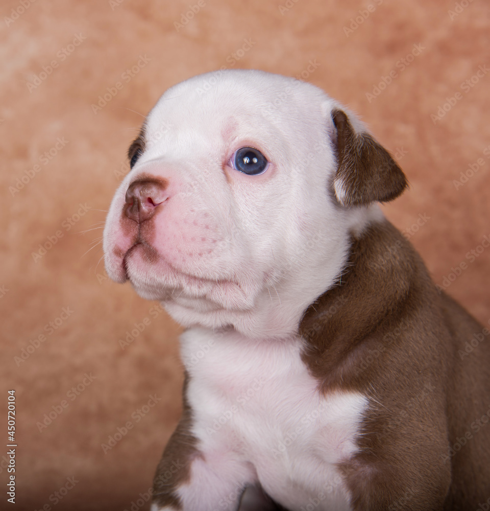 Funny American Bullies puppy close up portrait
