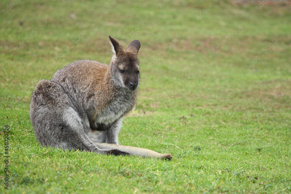 Rotnackenwallaby / Red-necked wallaby / Notamacropus rufogriseus Rotnackenwallaby / Red-necked wallaby / Notamacropus rufogriseus