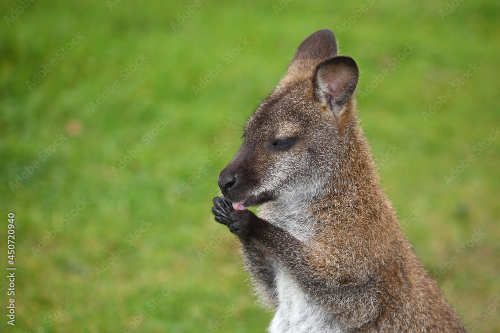 Obraz premium Rotnackenwallaby / Red-necked wallaby / Notamacropus rufogriseus