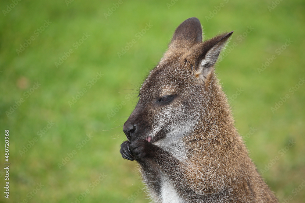 Rotnackenwallaby / Red-necked wallaby / Notamacropus rufogriseus