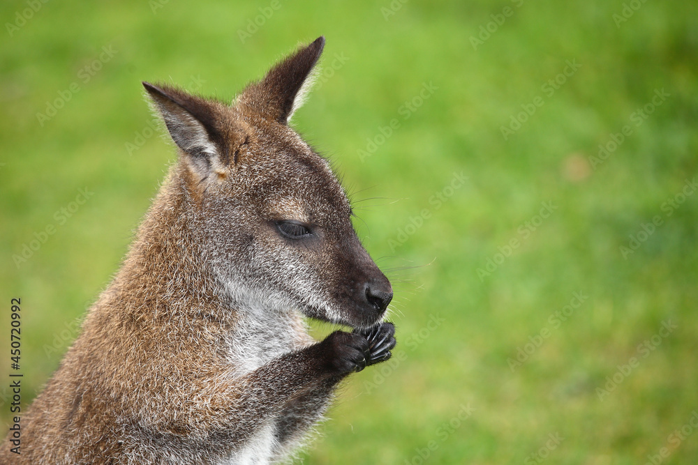 Rotnackenwallaby / Red-necked wallaby / Notamacropus rufogriseus Rotnackenwallaby / Red-necked wallaby / Notamacropus rufogriseus