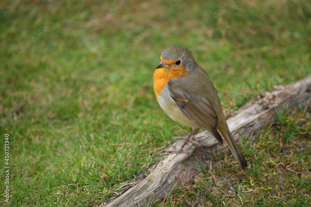Rotkehlchen / European robin / Erithacus rebecula. Rotkehlchen / European robin / Erithacus rebecula.