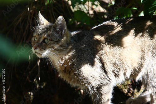 Photography Europäische Wildkatze / European wildcat / Felis sylvestris