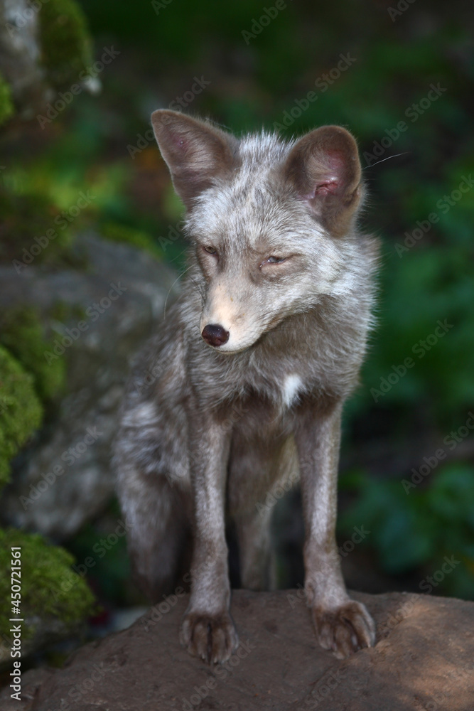 Pastellfuchs / Pastel fox / Vulpes Pastellfuchs / Pastel fox / Vulpes
