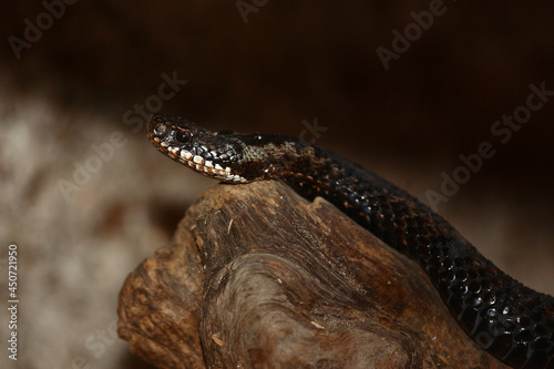 Kreuzotter / Common European adder / Vipera berus photo