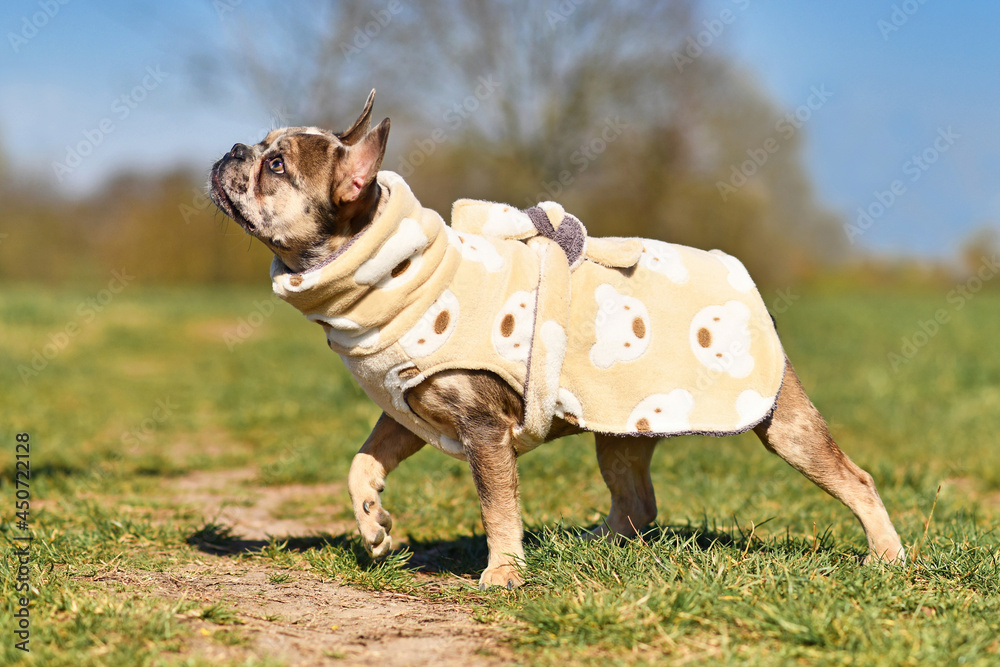 Young French Bulldog dogs wearing bathrobe made from fleece fabric to dry faster after swimming - obrazy, fototapety, plakaty 