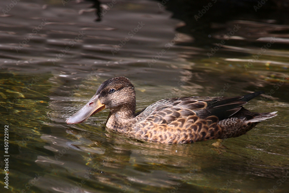 Löffelente / Northern shoveler / Spatula clypeata Löffelente / Northern shoveler / Spatula clypeata
