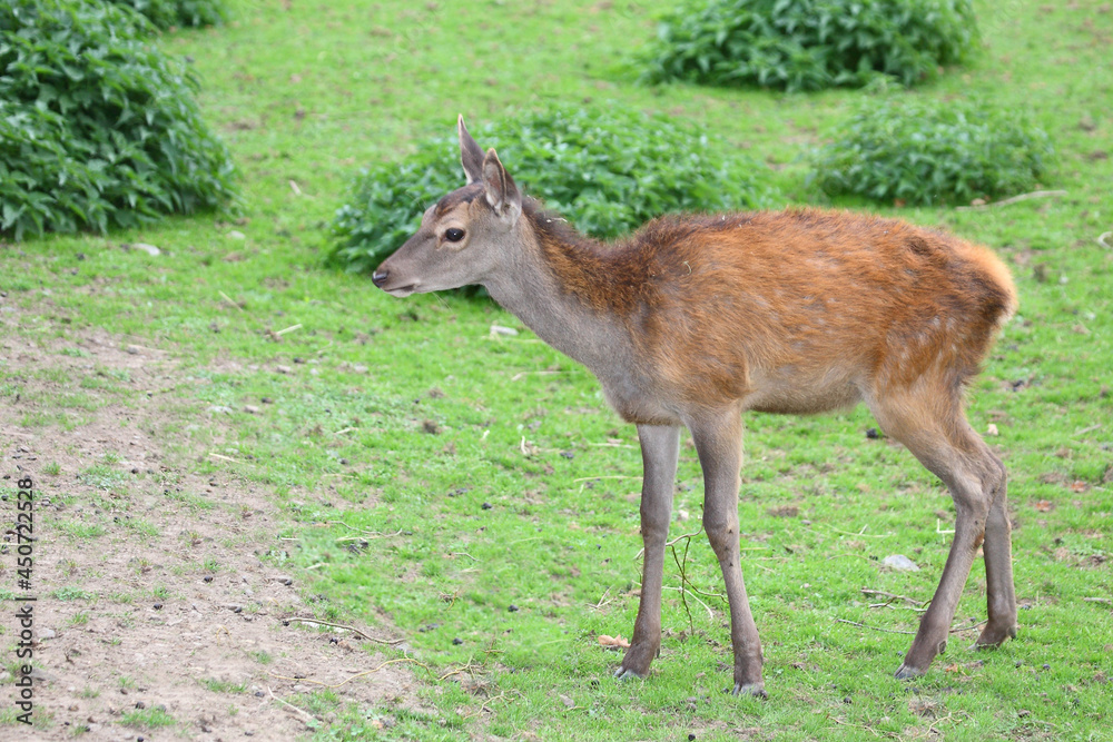 Rothirsch / Red Deer / Cervus elaphus.