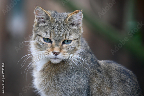 Europäische Wildkatze / European wildcat / Felis sylvestris