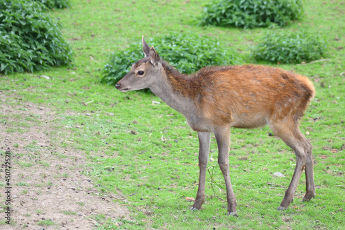 Rothirsch / Red Deer / Cervus elaphus.