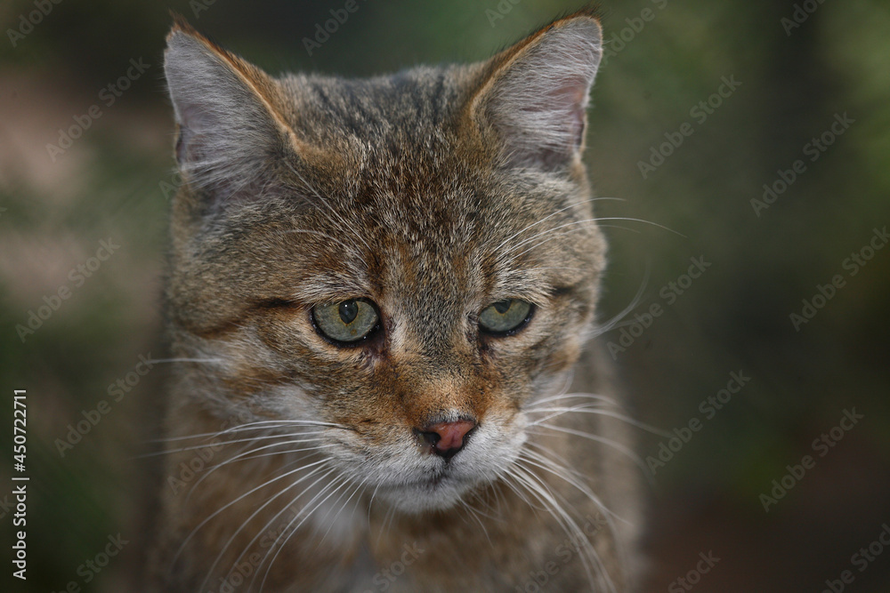 Europäische Wildkatze / European wildcat / Felis sylvestris