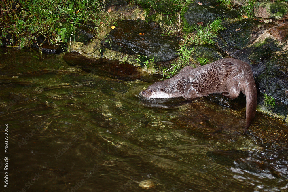 Naklejka premium Eurasischer Fischotter / Eurasien otter / Lutra lutra