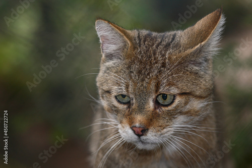 Fototapeta Naklejka Na Ścianę i Meble -  Europäische Wildkatze / European wildcat / Felis sylvestris