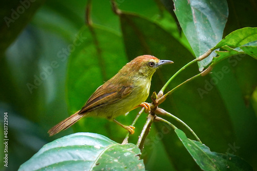 Pin-striped tit-babbler bird on the leaf.