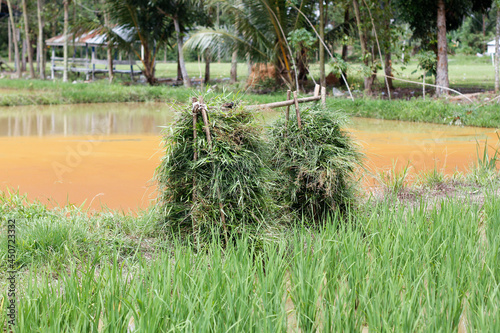 seen a pile of green grass that is placed on a transport log to be given to livestock, such as cows, goats