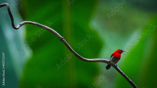 Temminck's Sunbird on the branch.