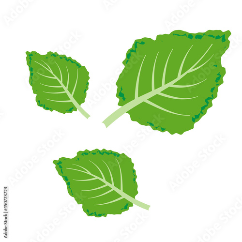 Fresh kale vector illustration