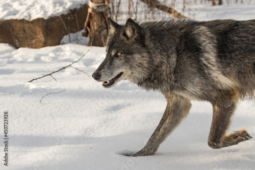 Black-Phase Grey Wolf (Canis lupus) Runs Left Paw Up Winter © geoffkuchera