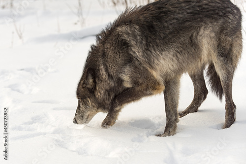 Black-Phase Grey Wolf (Canis lupus) Digs in Snow Winter