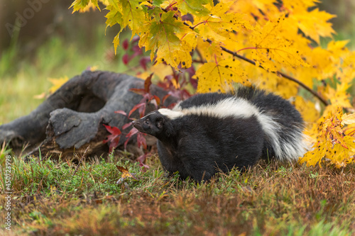Obraz na płótnie Striped Skunk (Mephitis mephitis) Looks Left Log in Background Autumn w salonie