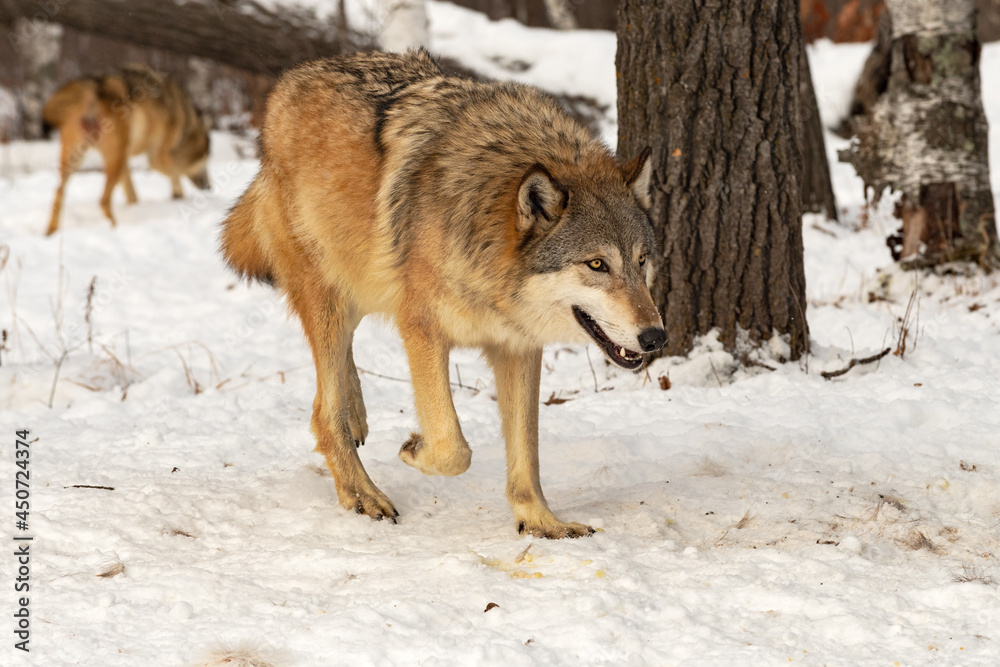 Grey Wolf (Canis lupus) Trots Right Second in Background Winter