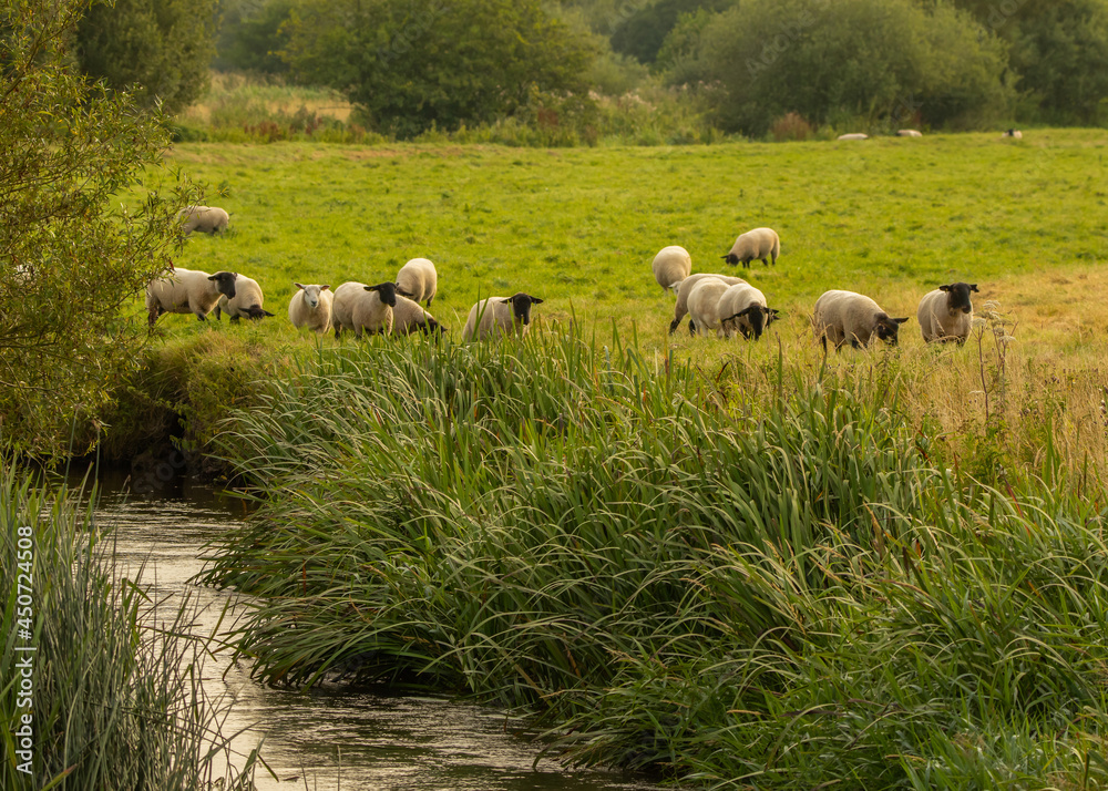 Obraz premium Marsh Raised Lambs on pasture