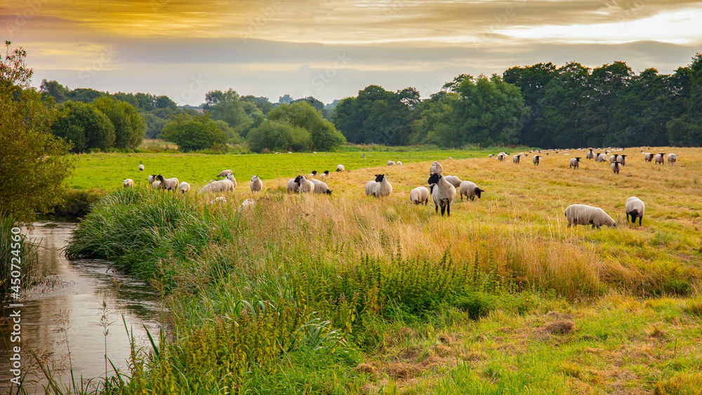 Marsh Raised Lambs on pasture Marsh Raised Lambs on pasture