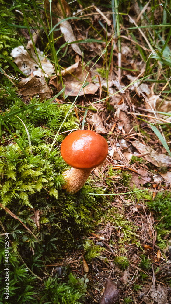 Forest mushrooms on mossy forest floor Forest mushrooms on mossy forest floor