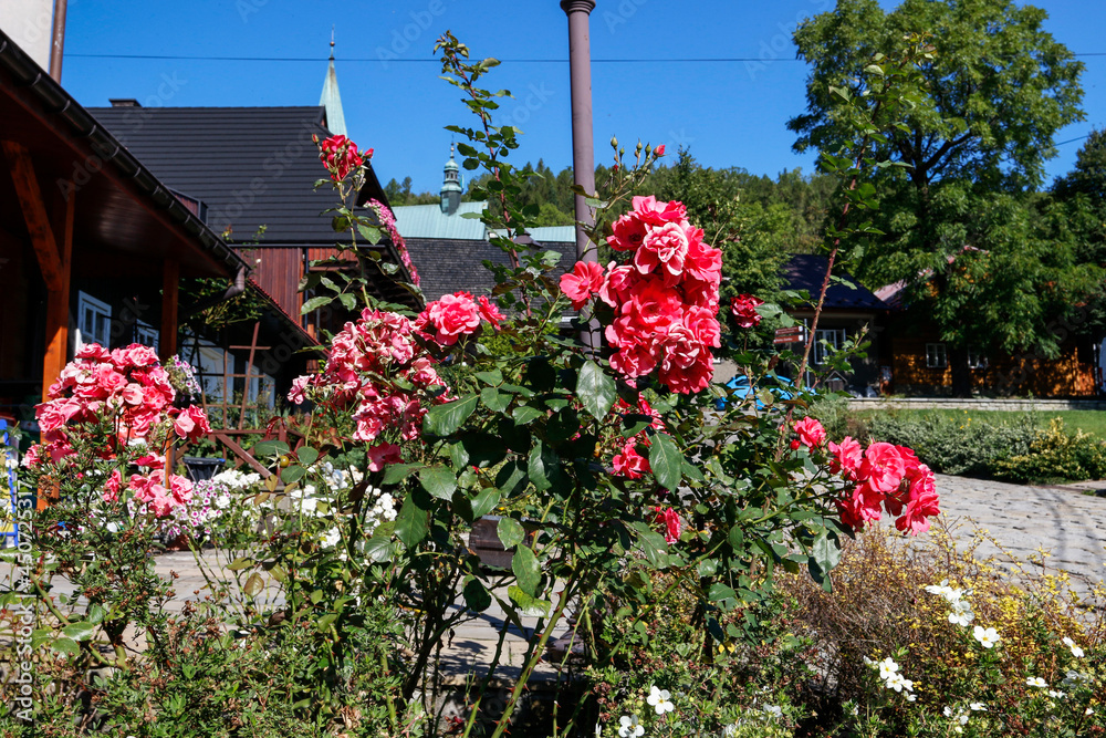 A rose bush in a public park in the market square in Lanckorona.