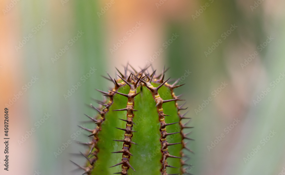 Close up of thorny green cactus with large purple spines Close up of thorny green cactus with large purple spines