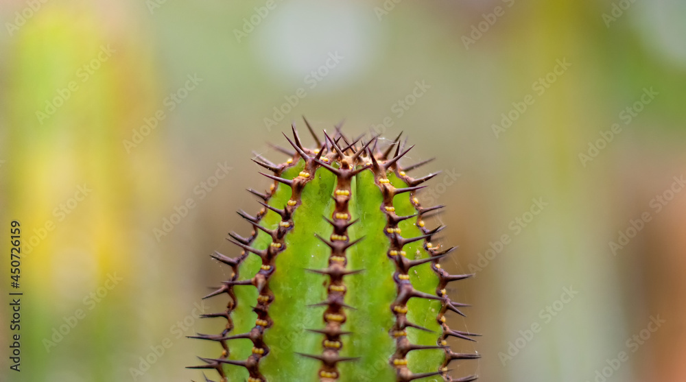 Close up of thorny green cactus with large purple spines Close up of thorny green cactus with large purple spines