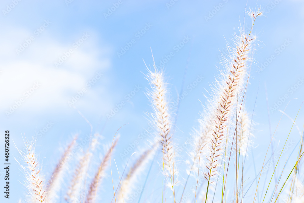 Close up of pinkish grass seed heads against bright blue sky Close up of pinkish grass seed heads against bright blue sky