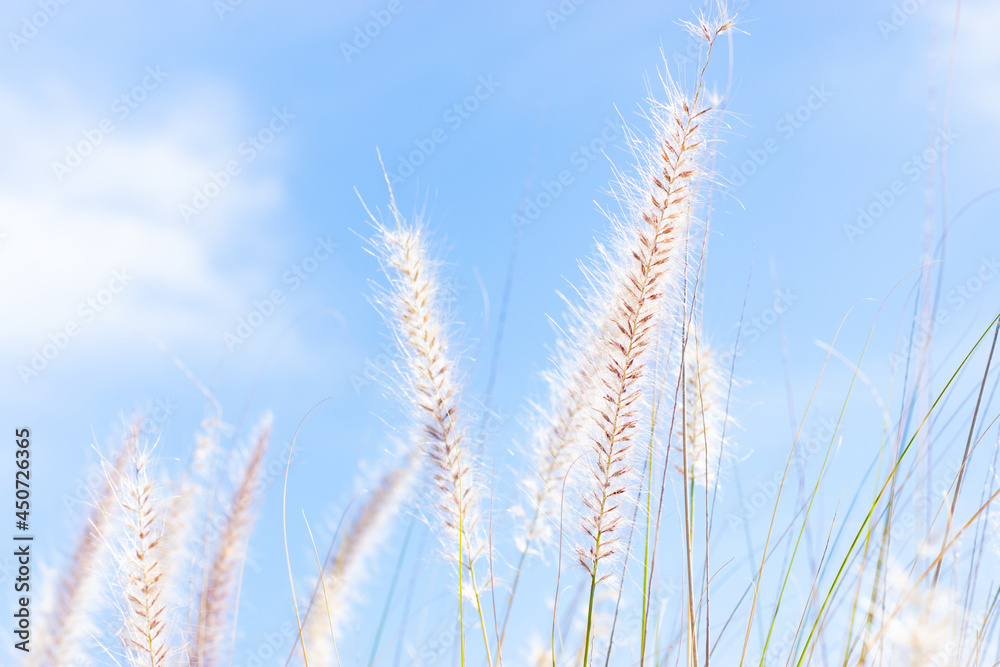 Close up of pinkish grass seed heads against bright blue sky Close up of pinkish grass seed heads against bright blue sky