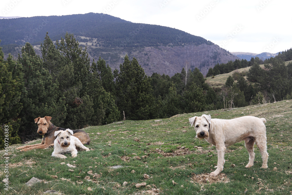 Fototapeta premium Dogs in the mountains