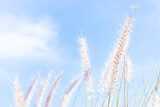 Close up of pinkish grass seed heads against bright blue sky 