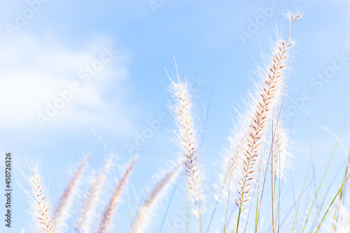 Close up of pinkish grass seed heads against bright blue sky 