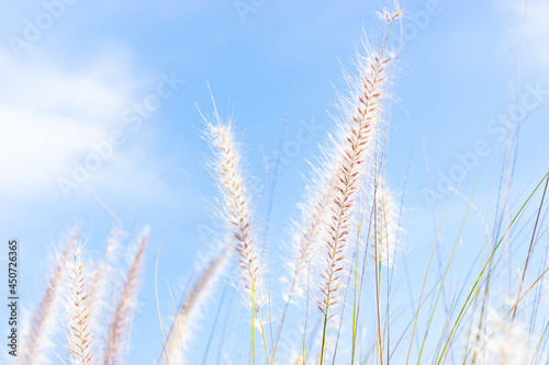 Close up of pinkish grass seed heads against bright blue sky  © Shane