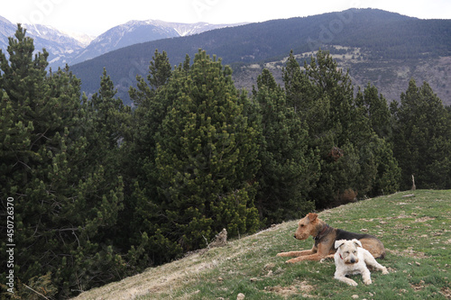 Dogs in the mountains