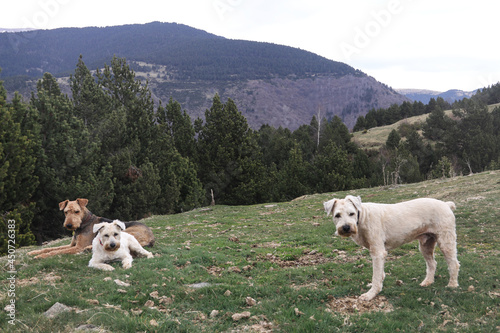Dogs in the mountains