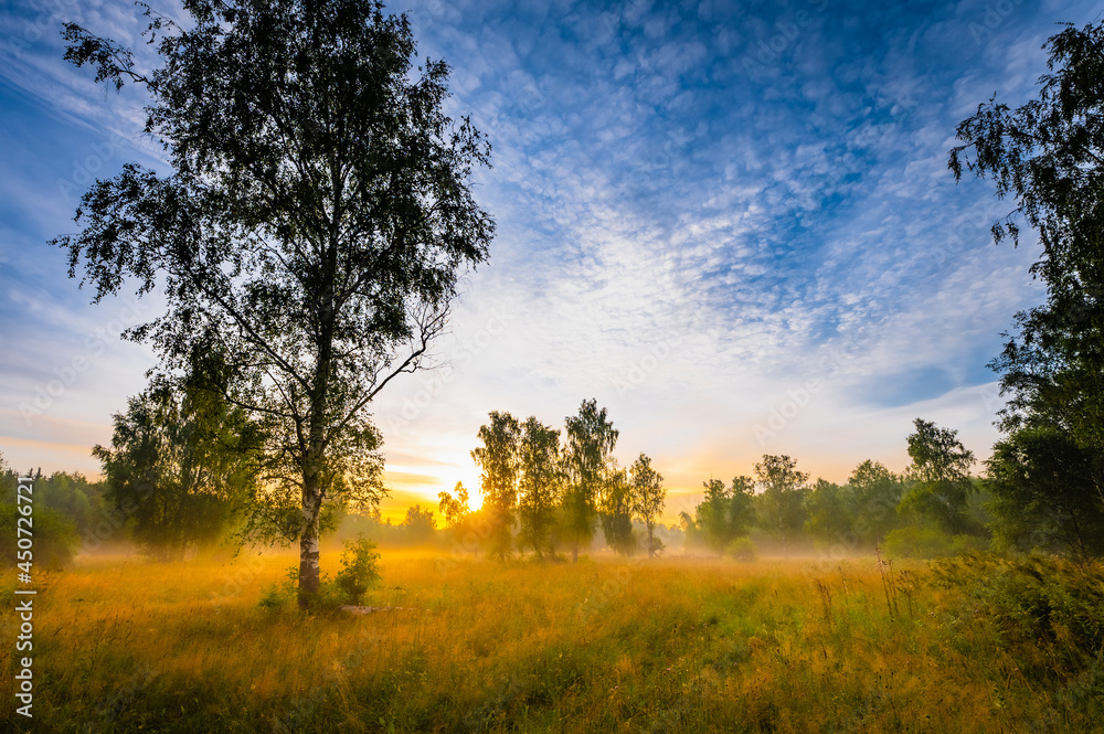 Fototapeta premium ray of sunshine through the tree