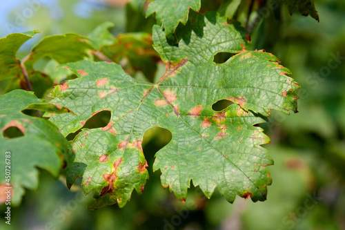 Photos The green leaf of grapes is affected by the disease downy mildew in summer