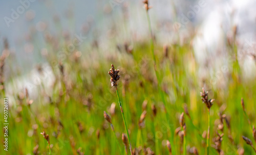 Grass seed isolated against blurred background on sunny day