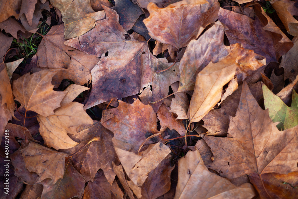 Close up of Autumn or Fall leaves on park floor in the evening sun