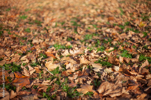 Autumn or Fall leaves on park floor in the evening sun