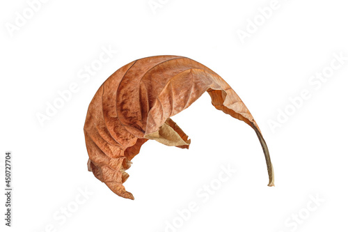 Natural fallen dry leave on white background.