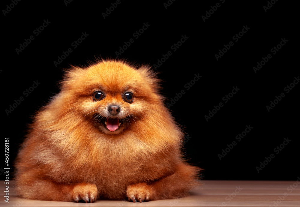 image of dog dark background image of dog dark background