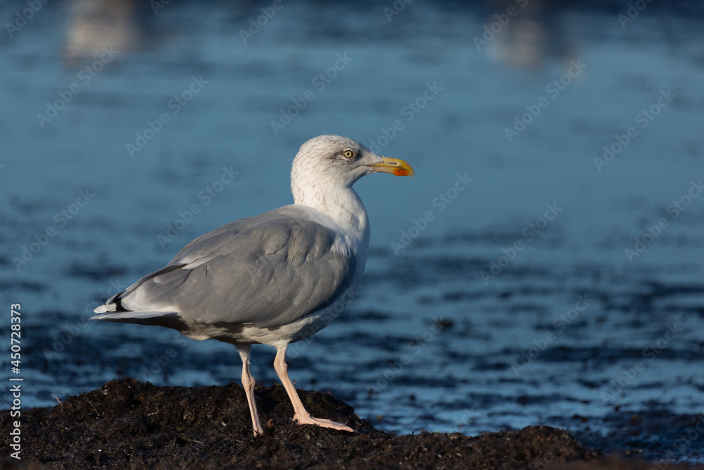 Eine Silbermöwe sitzt auf einem Haufen Tang am Strand auf Rügen.