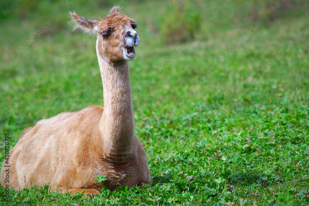 lama sitting wool alpaca mammal farm animal in green field agriculture livestock lama sitting wool alpaca mammal farm animal in green field agriculture livestock