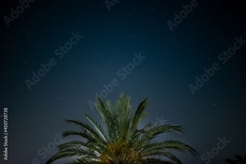 Low Angle View Of Palm Against Dark Blue Sky At Night